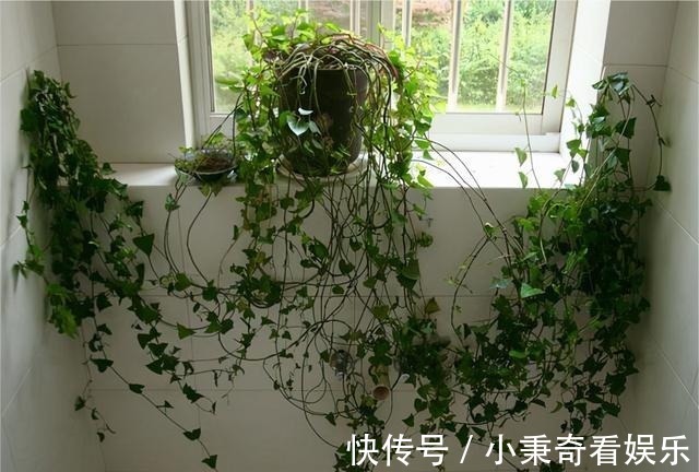 秋天满地的“稀奇宝贝”,不要白不要,捡起来养花,养1盆爆1盆