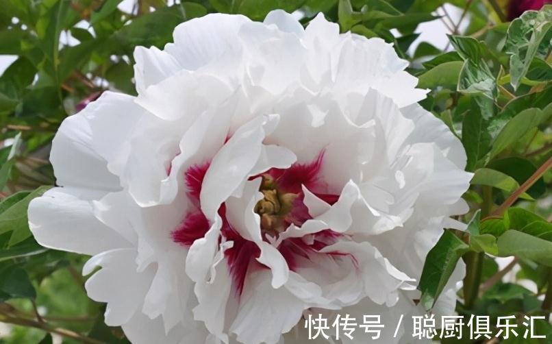 此些植物都不能错过,此时开花正艳,您都喜欢吗