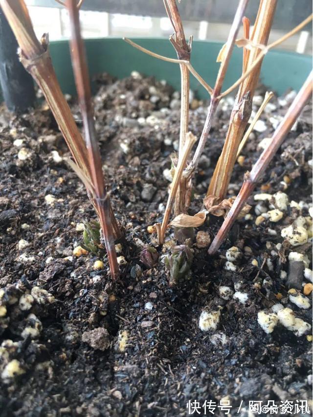 9种花，天热会“假死”，千万别丢了，秋天就苏醒