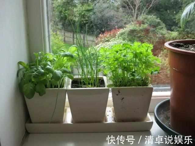 排水性|在窗台上种出一个茂盛的香草植物园,只需要5个步骤啊