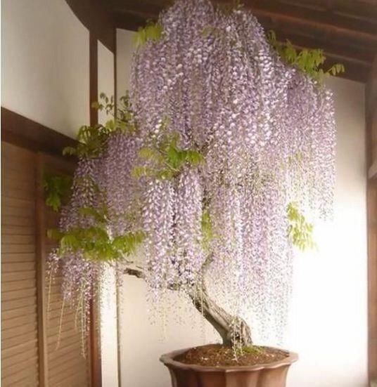 开眼|这种养不死的野草盆景,美到让人移不开眼,你确定不种一盆