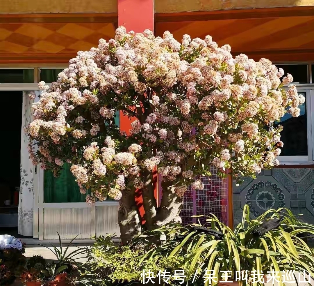 隔壁王大爷家养了18年的玉树又开花了！他说：要想玉树开花并不难