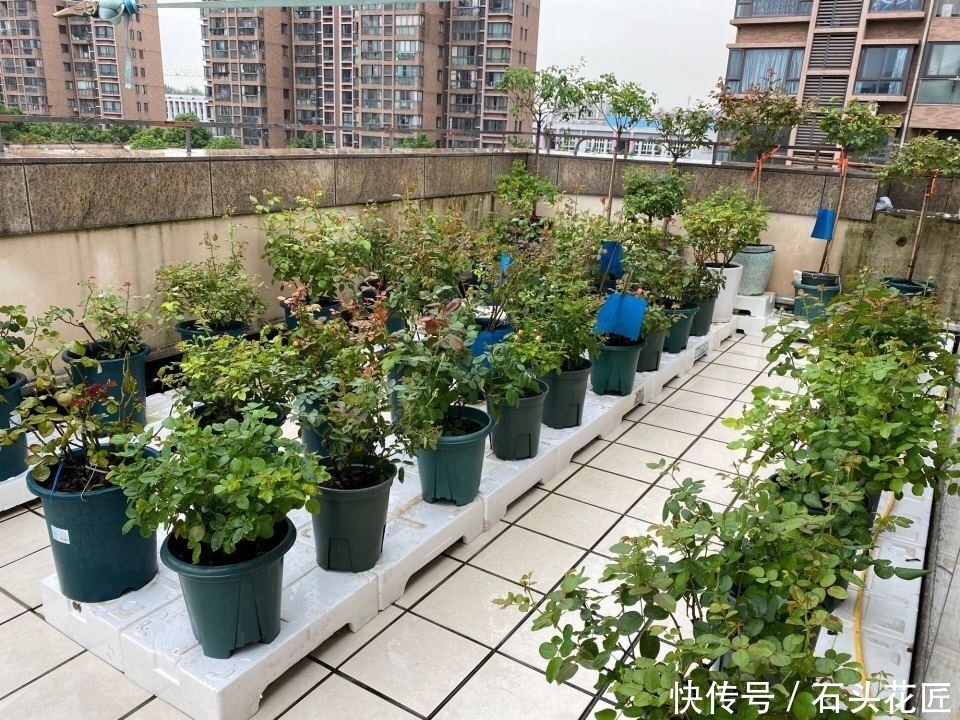 陶瓷|“带釉”的花盆好不好？1个优点、3个缺点要知道，才能养好花