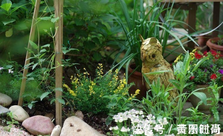 花园|荒废多年的80㎡小院,2年半时间打造成下沉式花园,太漂亮了!