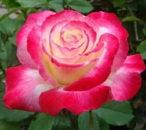 光照|谁见了都喜欢的4种花，好养又漂亮，四季开花，阳台变“花海”！