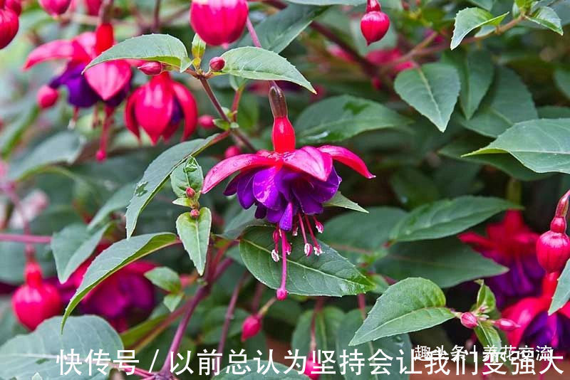 倒挂金钟盆栽买回家过几天就蔫了，花苞不断掉，啥情况呢
