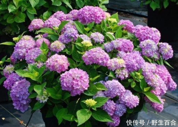 养花就养个花期长的,花开媲美玫瑰,花朵姿态万千,美