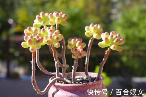 5种直立性很强的多肉,轻松养出精致漂亮的直立桩,别有一番韵味