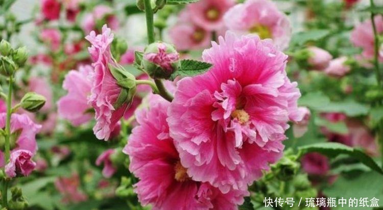 家养3种花，好打理，易爆盆，花开不断，还能旺财