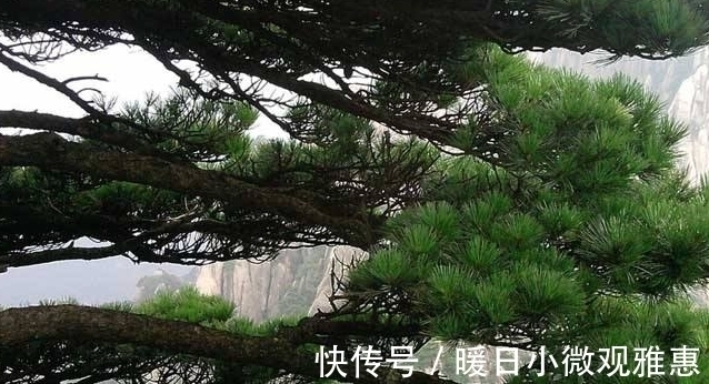 古人说的:“五树进宅,人穷家败”,是指哪5种树,为何不能栽?