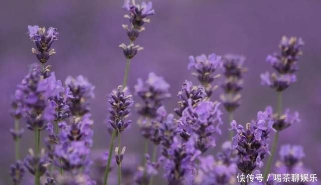 花海|新都桥｜薰衣草花田盛开，香薰谷美到炸裂