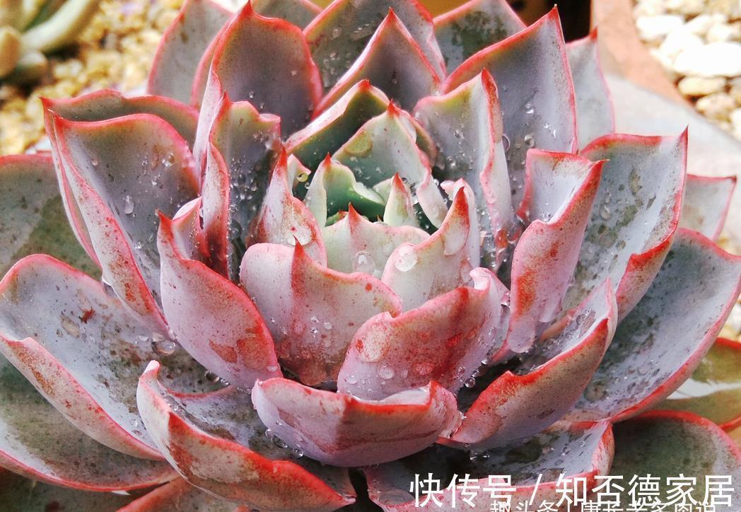 有一种多肉叫赫拉,出状态后又纯又欲,没有经验的新手也能养好它