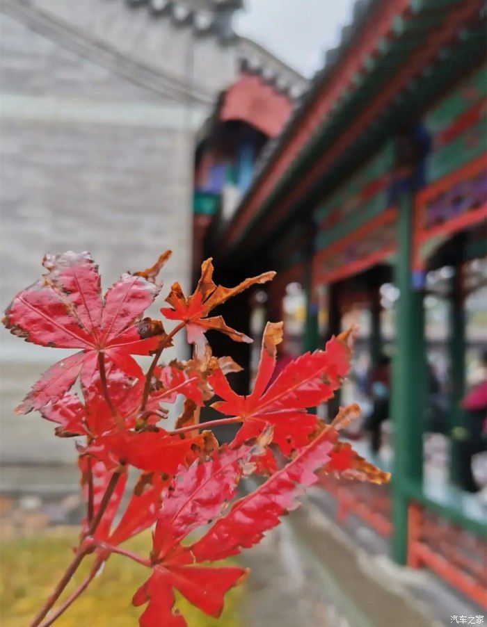 小蚂蚁|错过就要再苦等一年—— 如诗如画的香山红叶观赏地