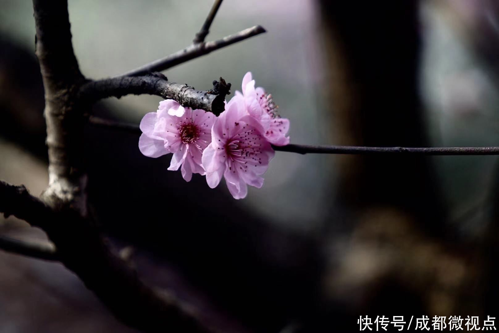 成都的春天真的来了，不信来看看