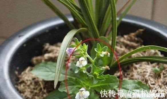 生态系统|养了快十年花才明白,花盆里长的“杂草”别拔,留着很有用处