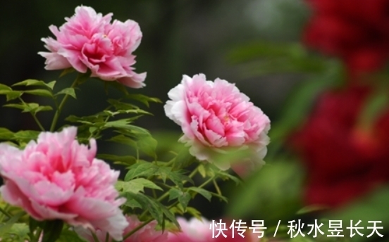 咸鱼翻身|未来1周,事业马到成功,财运畅通无阻,咸鱼翻身,生活焕然一新