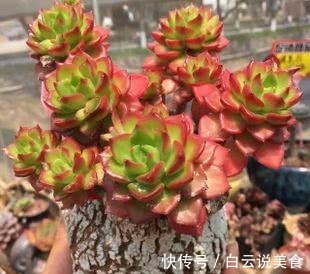 叶子|4种多肉,对待新手很友好,丢土里就能活,一年长成一大群