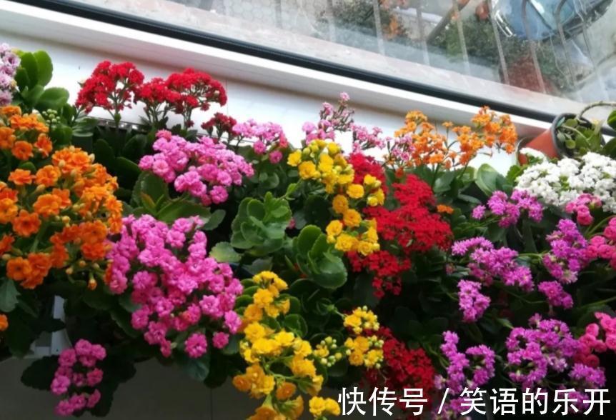 养长寿花,掌握住这5点要求,植株花开满枝,不再限于冬日
