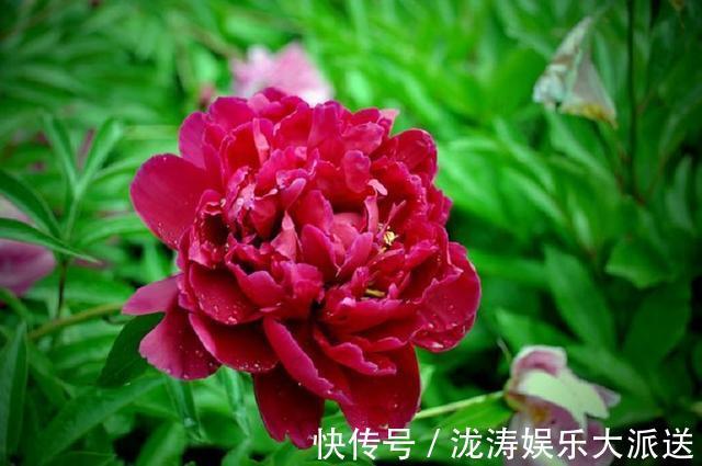 芍药花|芍药花，花大色艳、雍容华贵！掌握催花技巧，花开一整年