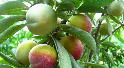 对身体最好的3种食物,美容养颜、延缓衰老,早吃早健康!