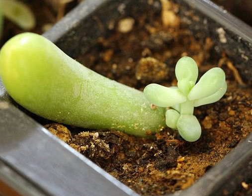 多肉八千代怎么叶插生根快教你3个小步骤,不仅易生根长势还旺