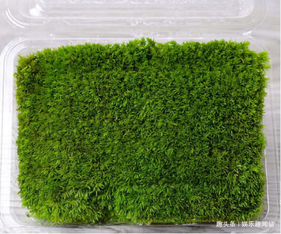 到墙脚挖点青苔做盆栽，没想到养出了微景观，太漂亮了