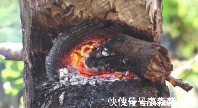 锯子$柬埔寨独特砍树方式,不靠锯子全靠什么?网友:太少见了!