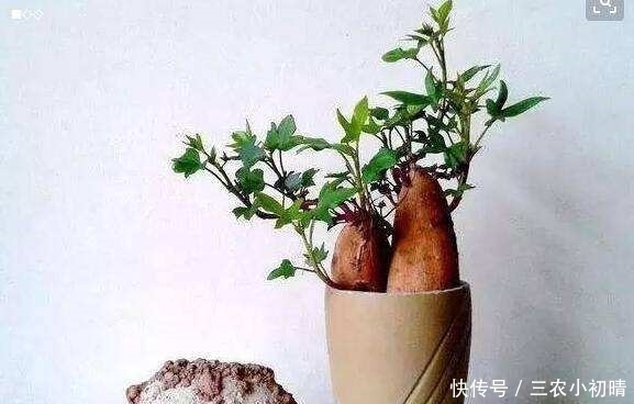 蔬菜中的皇后,比绿萝还美,丢水里一个月窜1米,全家吃了都健康