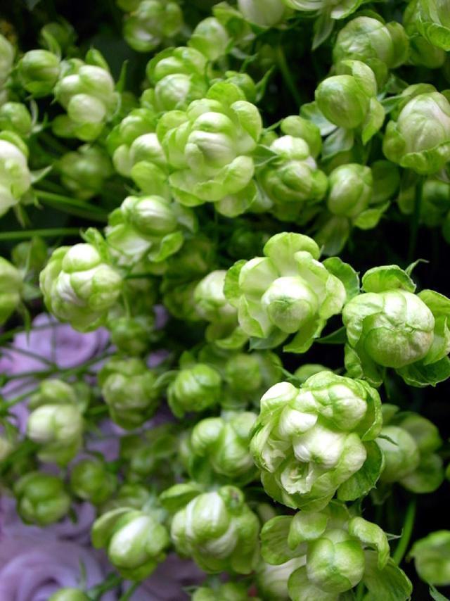 这月季,花色奇特新颖,让人耳目一新,盆栽一棵四季赏花