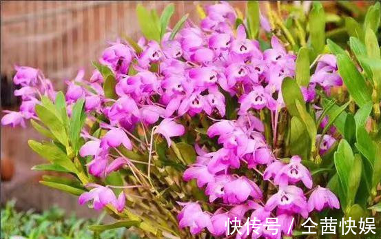 棕榈皮|门前石头上长了一丛草,朋友出1000元来买,开起花来真漂亮!