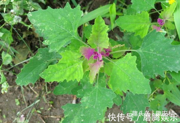 蛇莓|小时候常见又叫不上名的植物，终于知道叫啥了，太全了