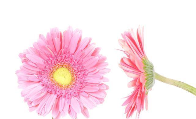 对方|十二星座女倒追谁成功率比较大狮子倒追摩羯,顺利点燃爱情火花