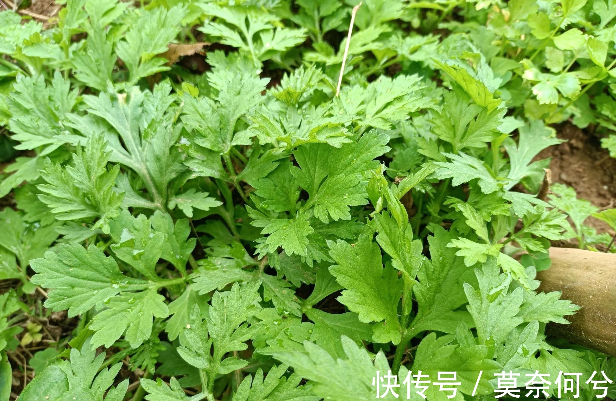 艾叶煮鸡蛋|有种野菜,很多人挖回家种起来,用来煮鸡蛋是一绝,养生价值很高