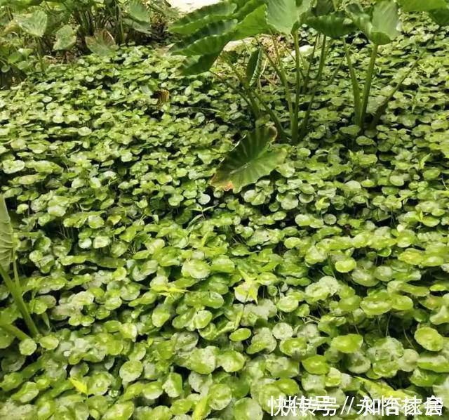 养花技巧:折腾不死的25种花,咋养都爆盆,懒人最适合