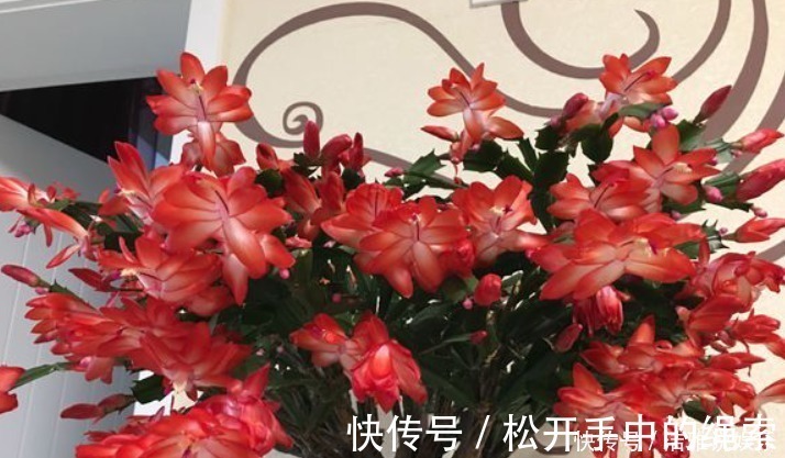 浇水|5种花干养最好，植株健壮能开花，湿养会送命！