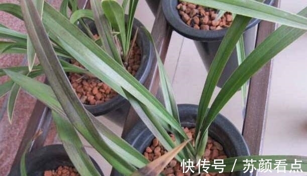 兰花得叶枯病怎么办？教你“4法”，找对病因，告别叶枯病症状