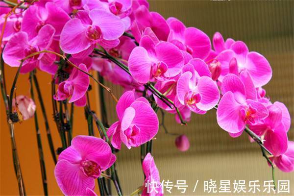 此花就像是连在一起的蝴蝶，有着鲜艳的花色，散发出古典的韵味