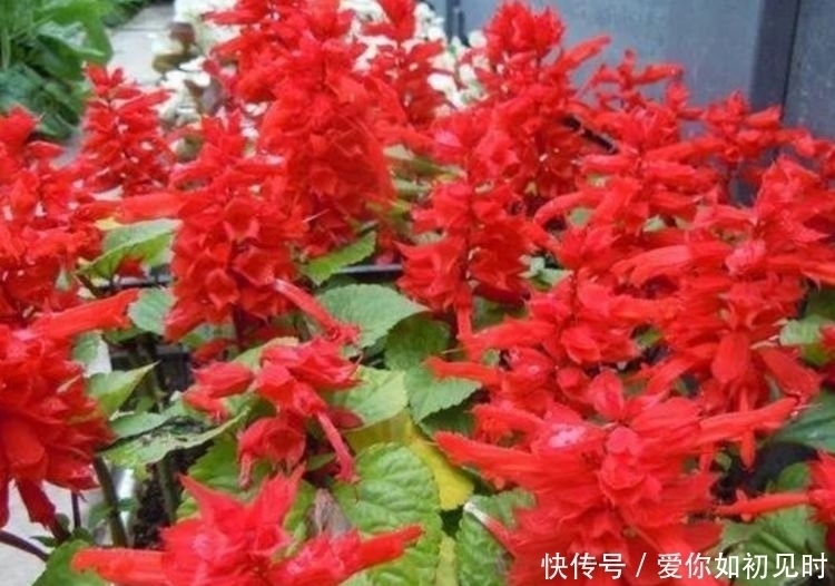 养人|4种花好养易活，旺财又养人，养一盆一年四季都在开！