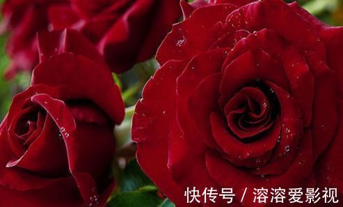 喜欢养玫瑰，不如养“高档玫瑰”黑魔术玫瑰，色彩深红，花型大气