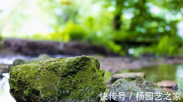 成品|用苔藓做“盆景”,投入不过油钱,成品价格不菲