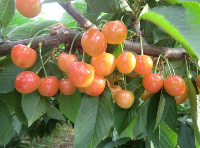 尿酸|7种碱性水果,每一个都是排尿酸高手,痛风的人要多吃些,了解下