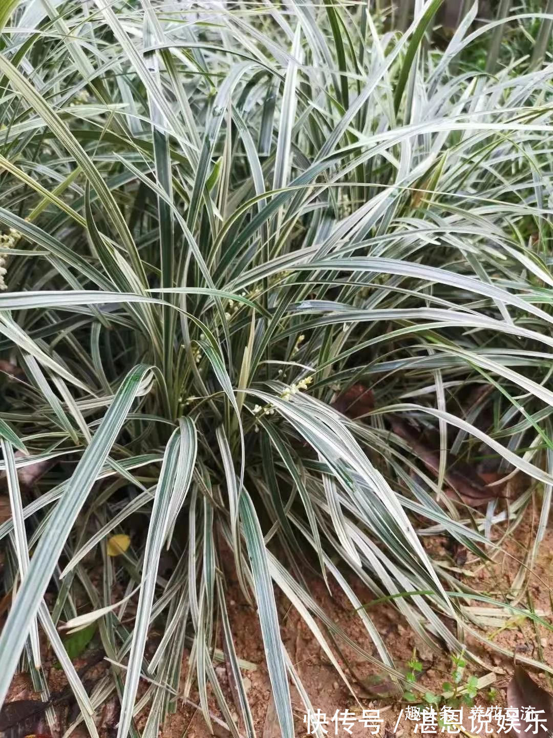 凤仙花|树荫下必不可少的11种耐阴植物,能开花,能观叶,看你选哪种