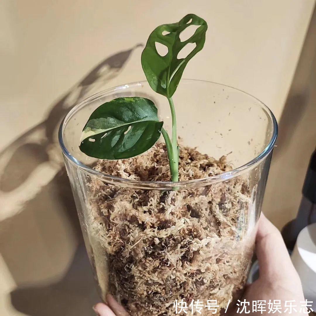 非洲堇|这花送人，只用送一片叶子，插土就活不心疼！