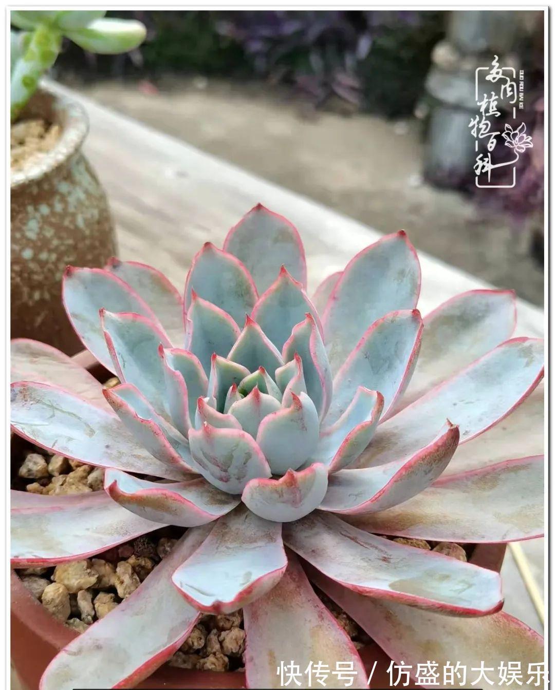 养多肉,慢慢来,我们一起沉淀再绽放!