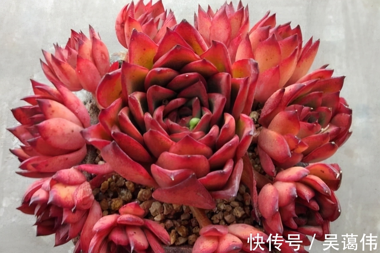 东云系多肉中的6匹黑马,都很漂亮,最后2款太贵了,再喜欢也等等