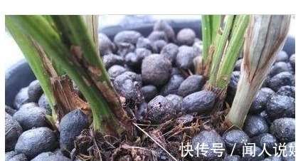 什么淘米水、啤酒水都不如“它”，君子兰蹭蹭长，花友赚大发了