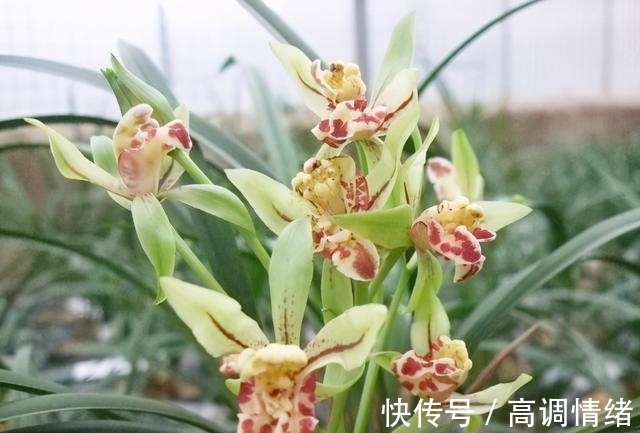 此兰,拥有多个花鼻跟花舌,造型奇特,芳香四溢,易花易芽还好养