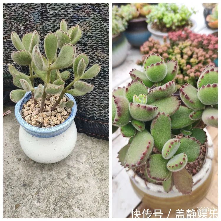 多肉是戒不掉的瘾！多肉小白入坑一年小记！