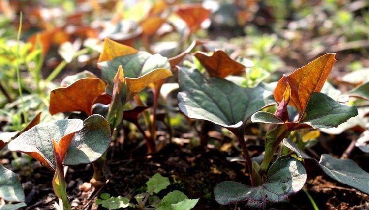 食物|人到中年想长寿,要经常吃3种食物,补充营养,延缓衰老!