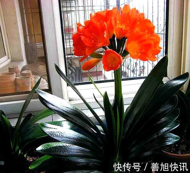 高手”用“黄土”养君子兰,一棵君子兰,不断生小芽,变成几十盆